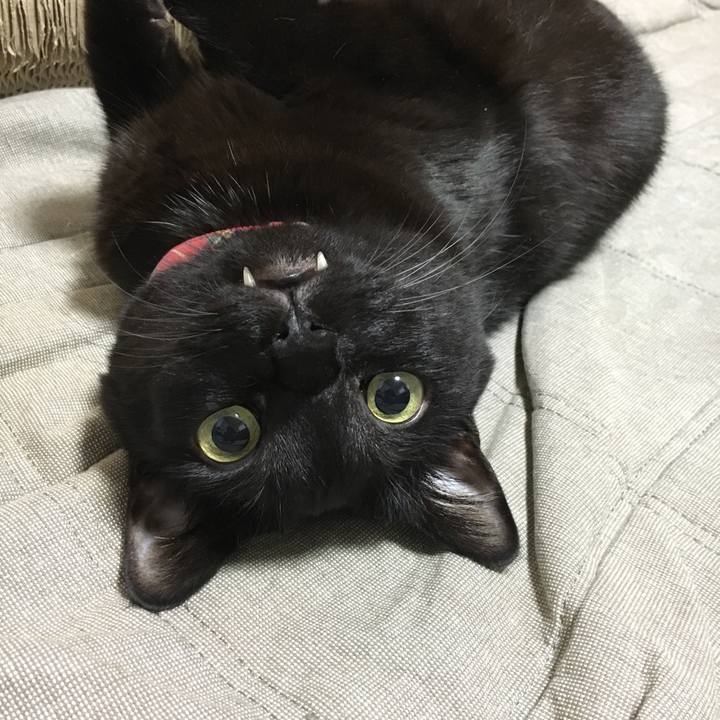 71cb44ec 238a 442d aa68 65e553b625cc 1508656818040