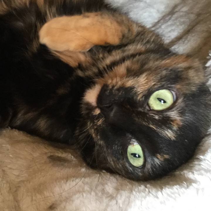 71cc6412 90a6 43a3 ab72 eb6b6e6039ca 1557053505738