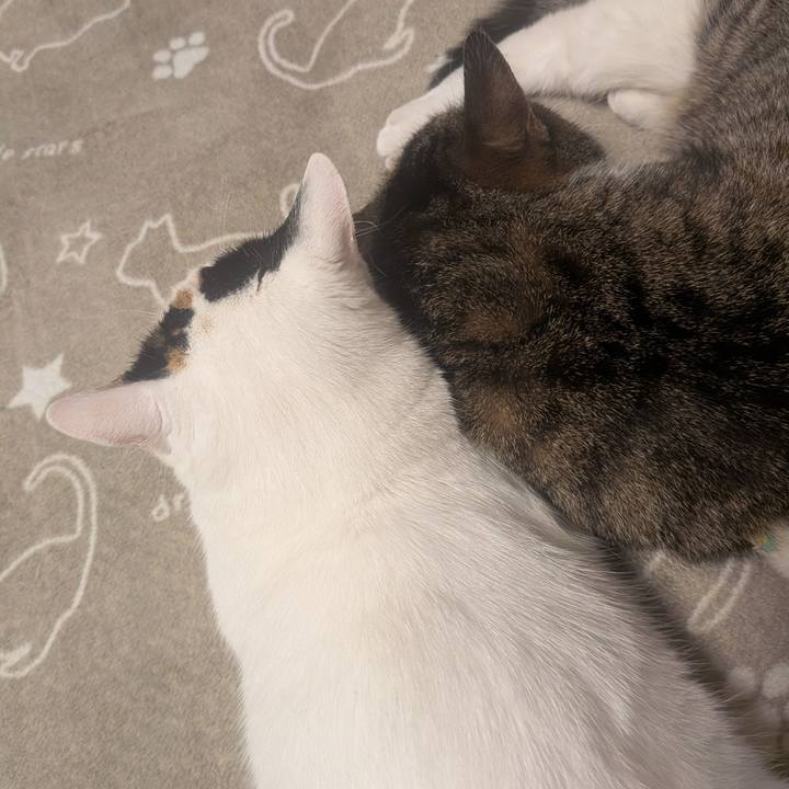 71d06658 b4c2 4abe ba29 09bab91f5e26 1760960758128