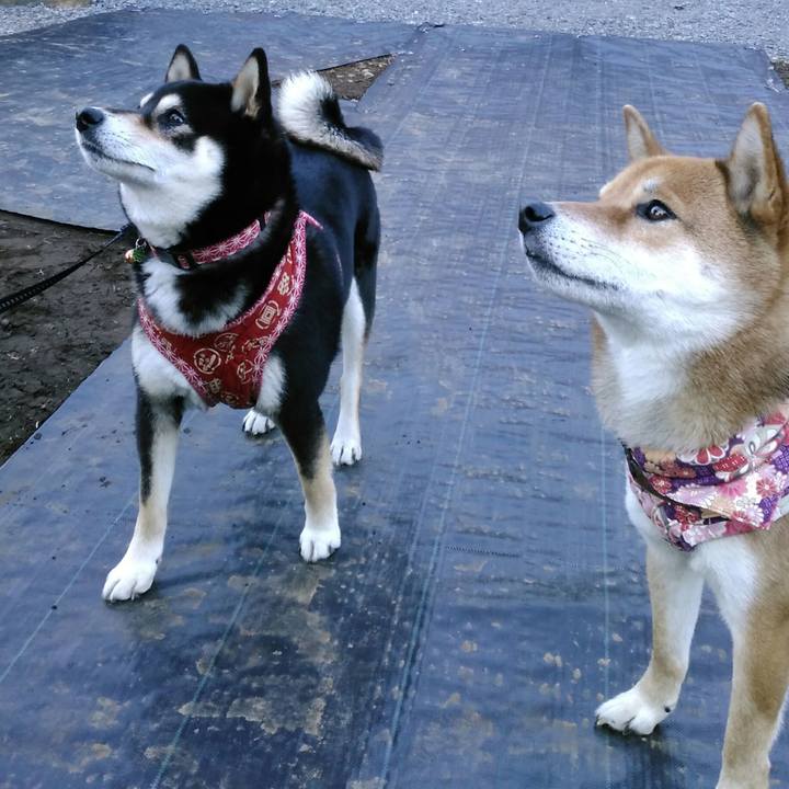 71d110f5 cf6a 4028 ad6e 296331fa6120 1515569967543