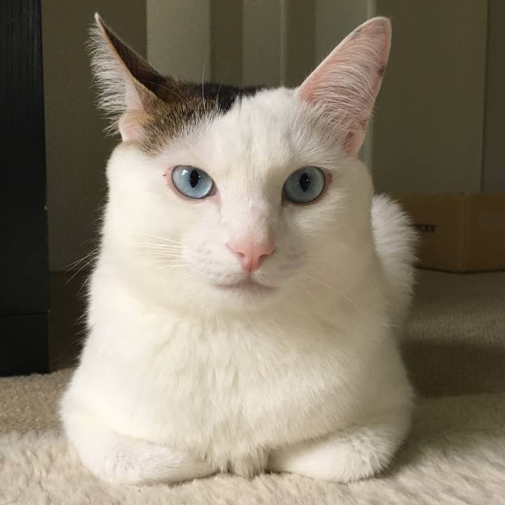 71d45ead 29c6 407a 820b 44523f32070c 1542715592083