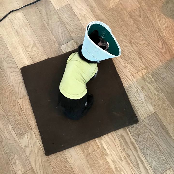 71d8552b 2e44 44d7 a902 622155c3e231 1581556703653