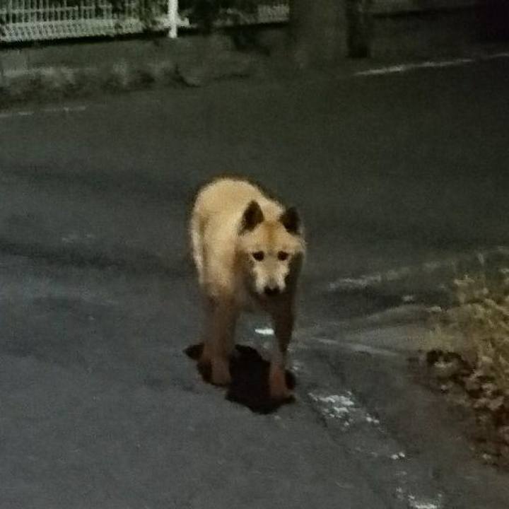 71dba80b 64fc 40e5 8050 dda86713750a 1511090648991