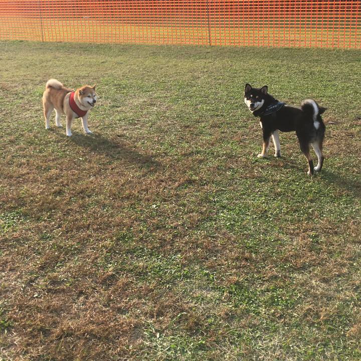 71e4643e 585f 45bf 89ff 3772f702f8a7 1604385208793