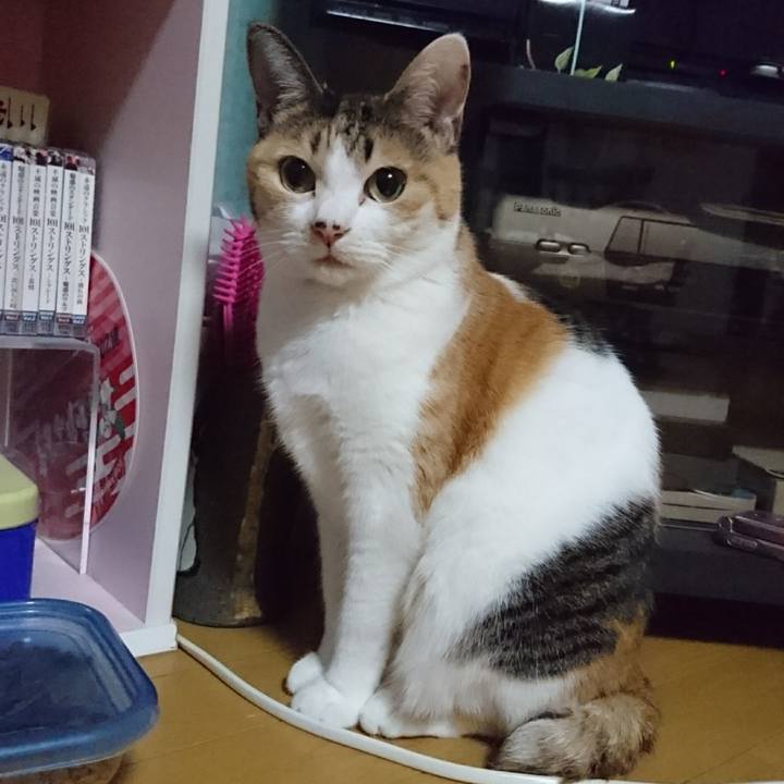 71e4ab64 6cc6 40db 86ab ecc4067347bf 1553171547114