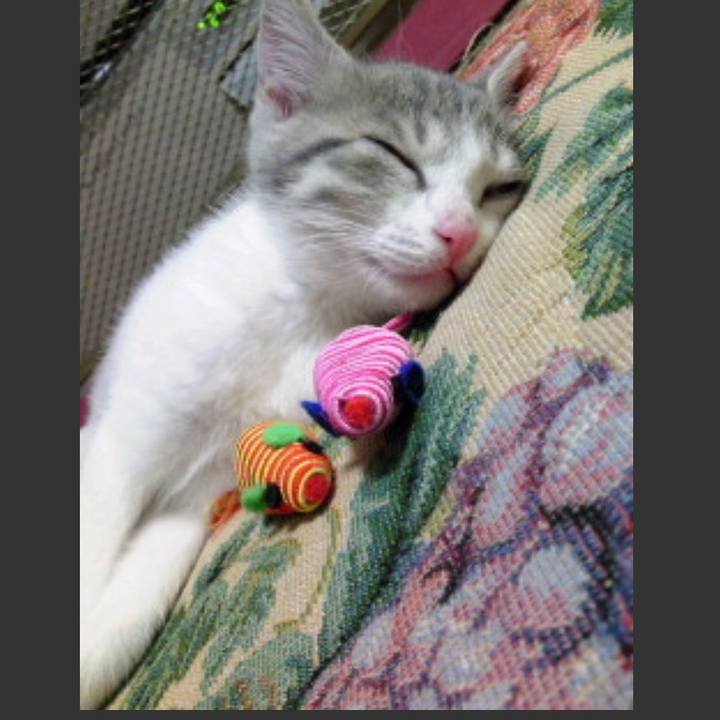 71e912a0 7c2c 4880 b0f0 1753885074aa 1550194395015