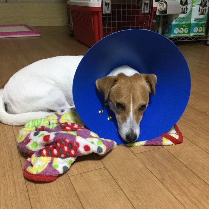 71e9ca70 9e71 411b 8c98 9e55052cab33 1535719644378