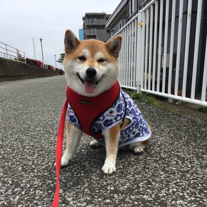 71ea2aaa f0e7 4b74 a619 ac2f19df4258 1590914872128