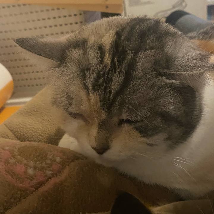 71ea3d3f 0ccb 4aee 9d5c 7517c95feceb 1714786848631