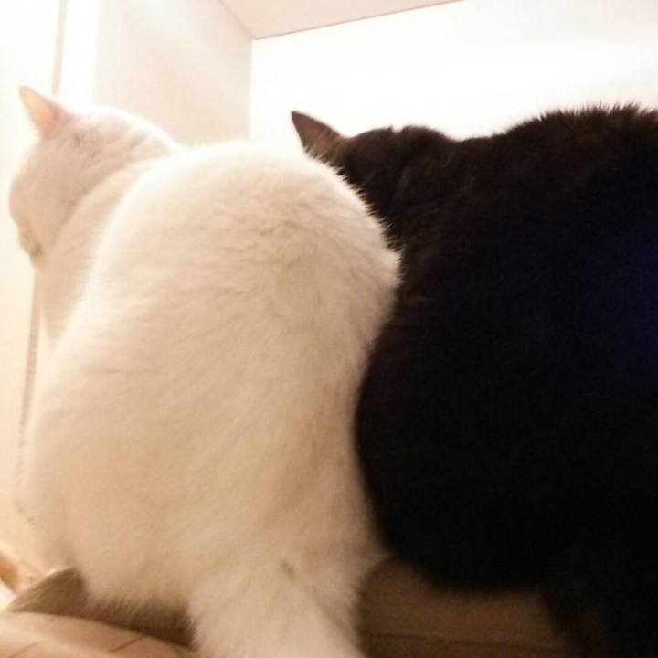 71ea53c8 4448 44a4 a669 c6c41ab295a2 1517213312690