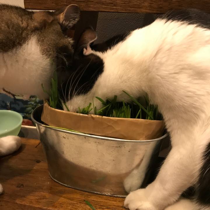 71ed525e 09d1 4188 a1cb 2afb914804e9 1508763293725