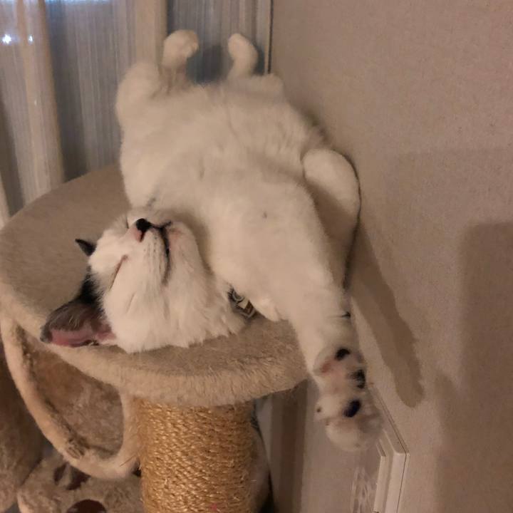 71ee730d c57f 4098 80ff 3e22907611bf 1540394132747