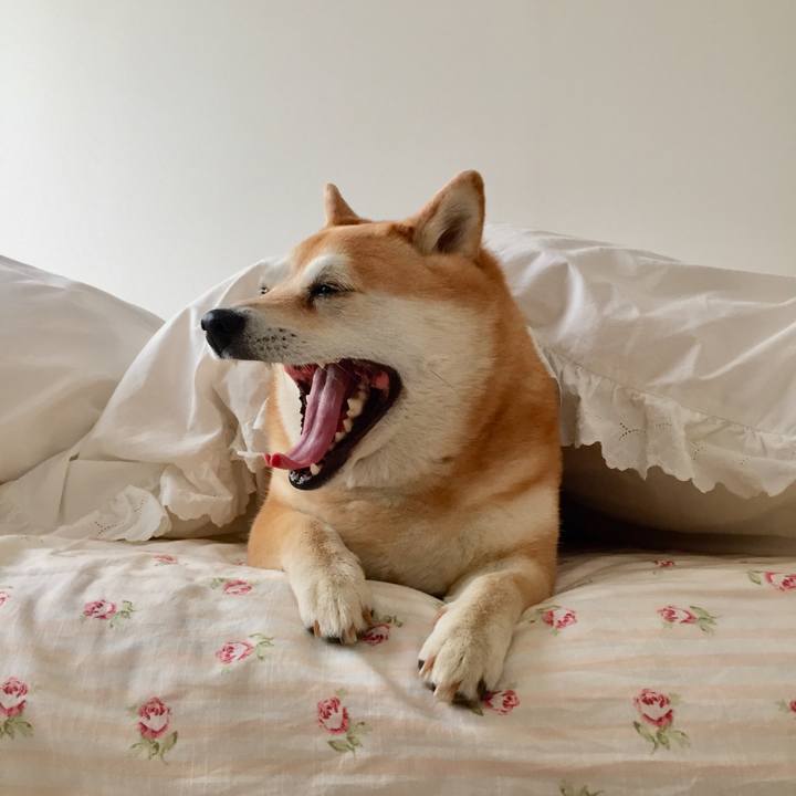 71efacfc e865 4f04 a7d7 32e398478e88 1586749427914