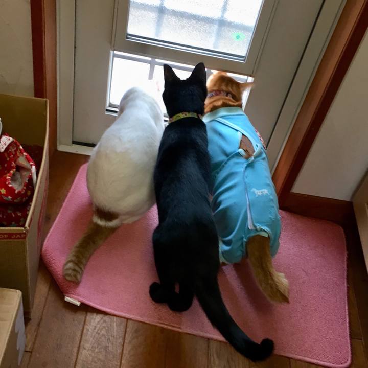 71f36ba2 c65a 4a76 b972 f4ed47b46c5c 1520738930135