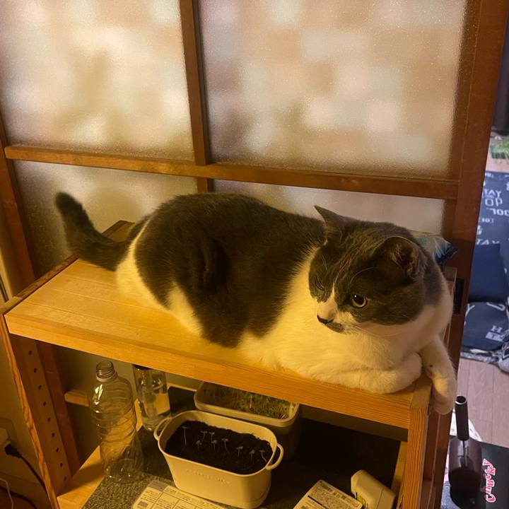 71f7347e 0c31 4891 a11d 286c8dabccf7 1748690398101