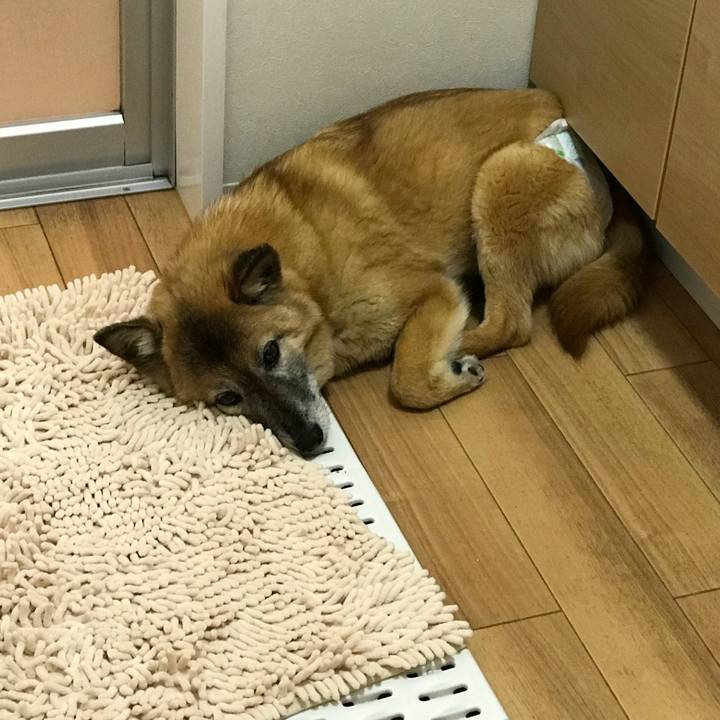 71f82c30 5221 4977 bd84 fd4f4444646a 1562326899461