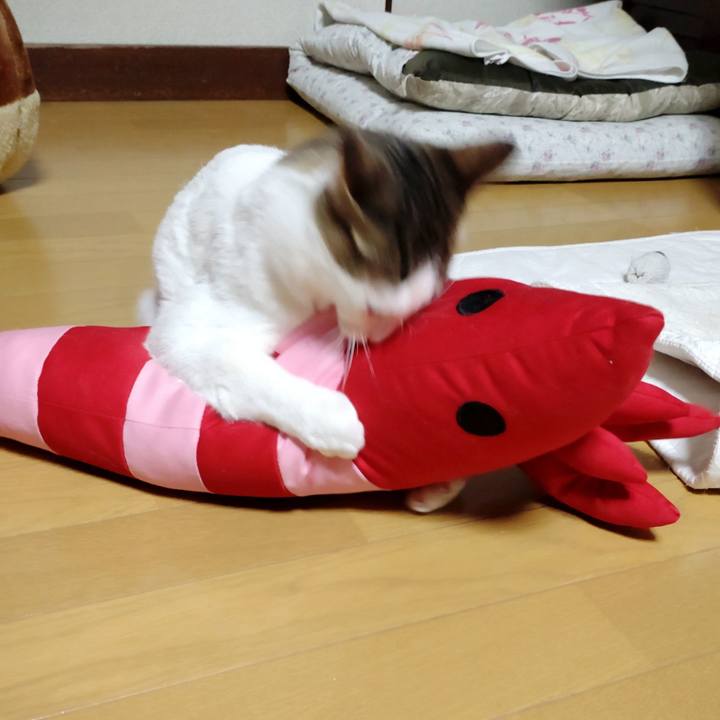 71f8de35 5149 48fe 9d40 a4914c825d9a 1672731800830