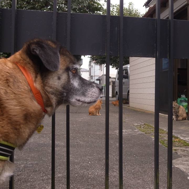 71fc4255 ff00 4189 ae8c 0bf85c07e238 1591402983965