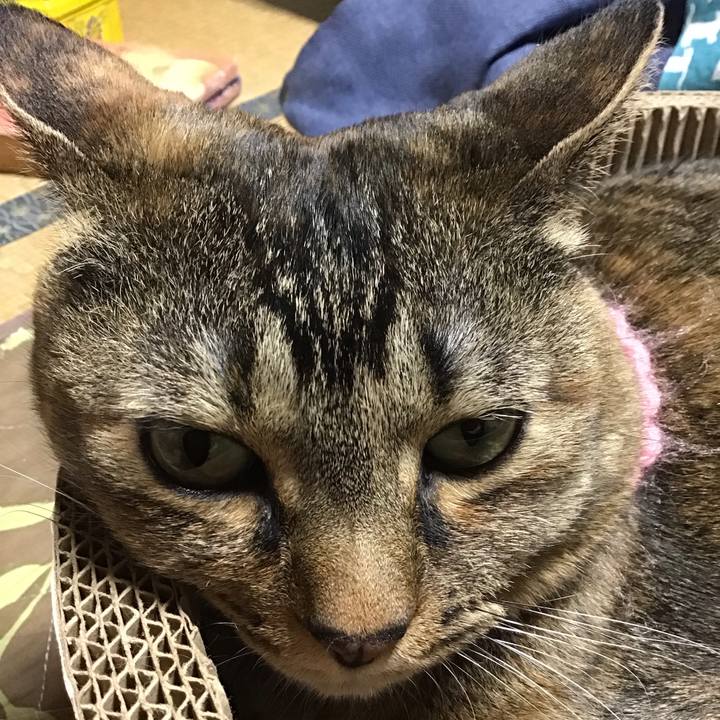 71fe08ba e357 4998 a111 9876235e2321 1743672813685