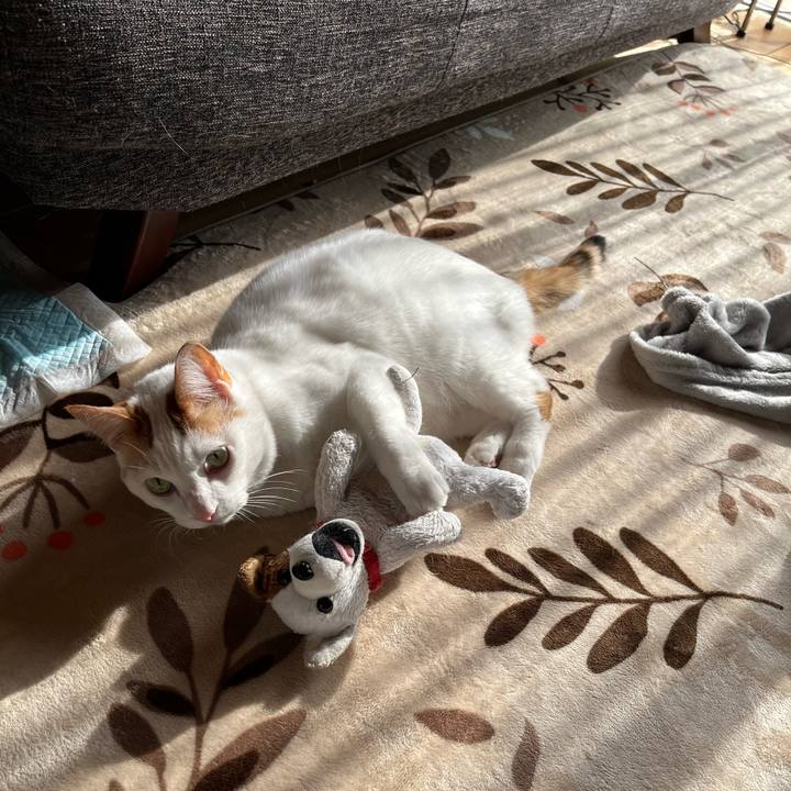 71fe16c8 d59d 4fb5 89b7 c1fcd7ba3f27 1769262733481