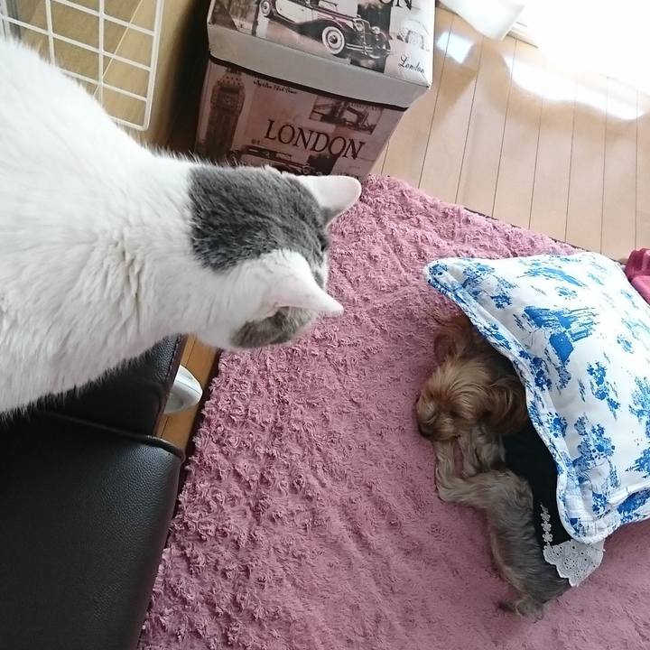 71fffaa2 3dbe 4040 b0ff 5cfd443660b0 1555715412352