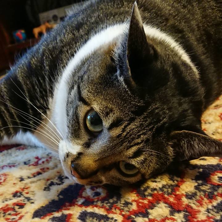 72060852 0acc 4570 8de1 c1f9c57399d8 1522016994780