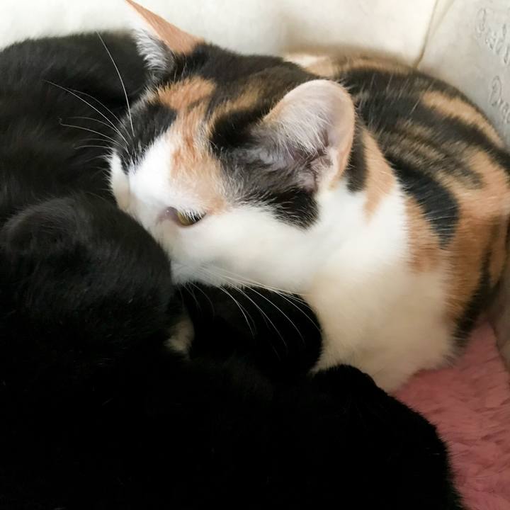 7208cf0e 03f1 4b64 932b 9594f85c57d8 1517878991746