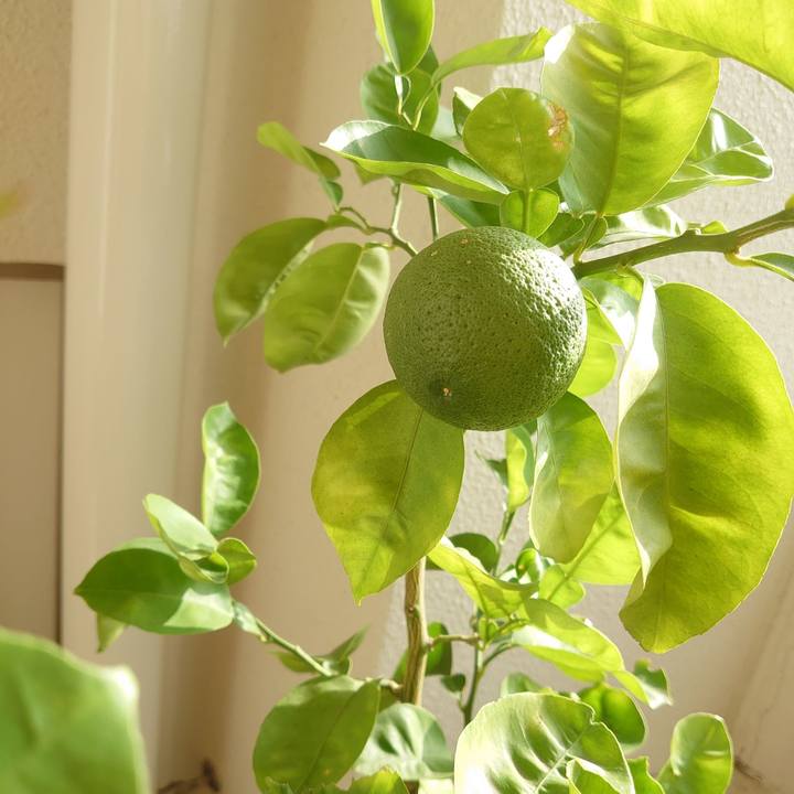 72090420 6ceb 4845 92a7 5863c2786d45 1598223579666