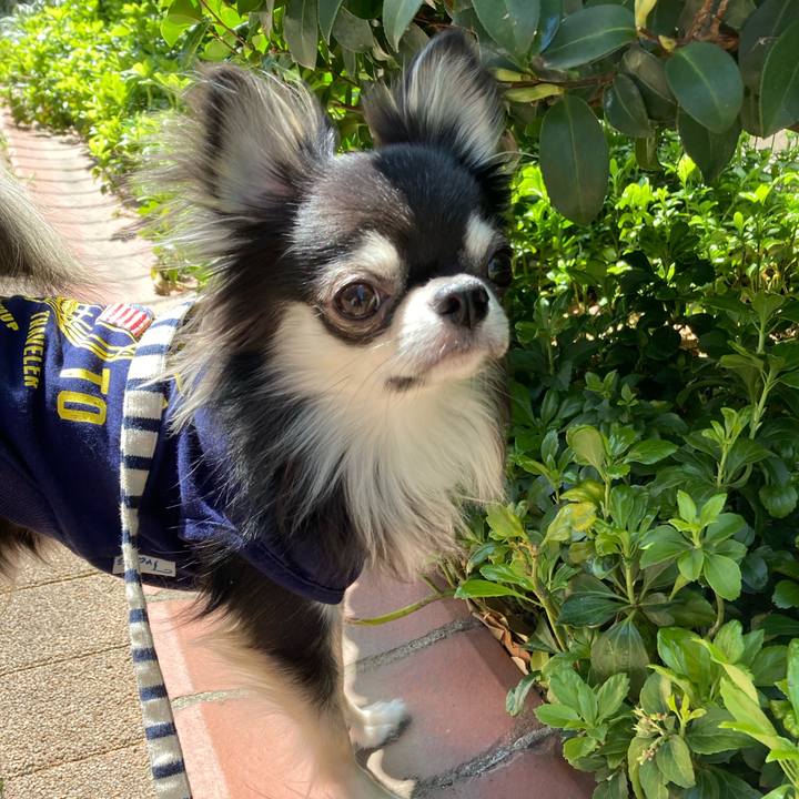 7209a88c f4ae 4508 b841 884d62c50f3b 1618033829261