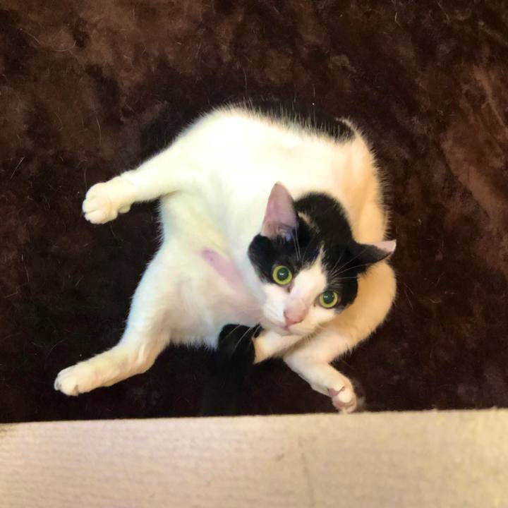 720a38f4 f264 43e8 9642 b4e17d4b6326 1558355610455