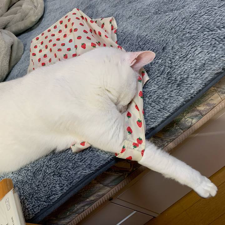 720c5265 50e7 4c60 a88b 0fea1e176216 1636922455612