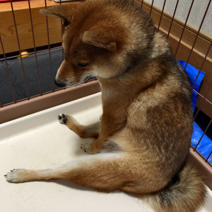 720cfe75 1784 4ed6 afc1 db05c6deab32 1527673778079