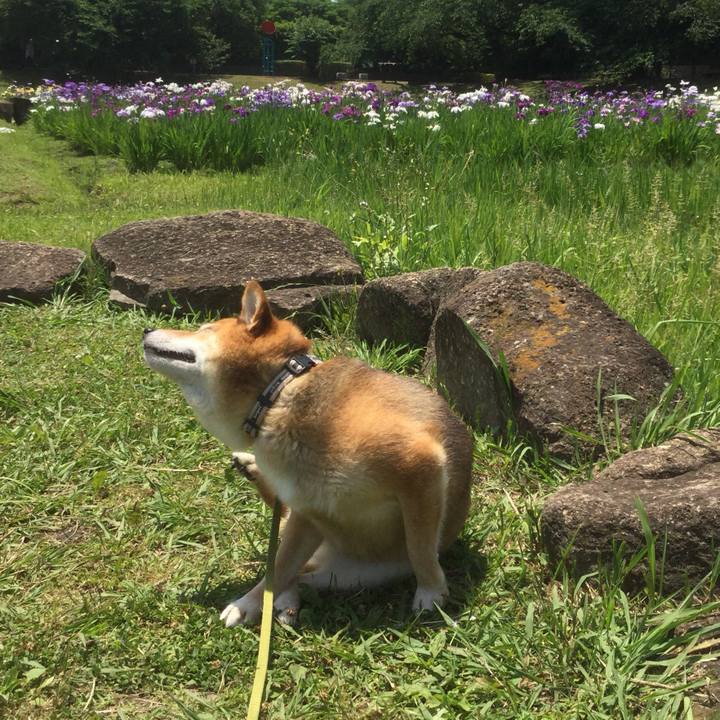 720d4ea7 a809 42bf 99db d898715a6a12 1560426831413