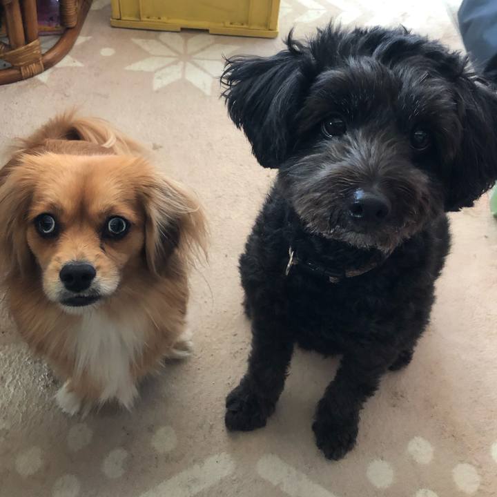 721341e2 1b17 412c 90cf f24a623b4f5f 1545006451248