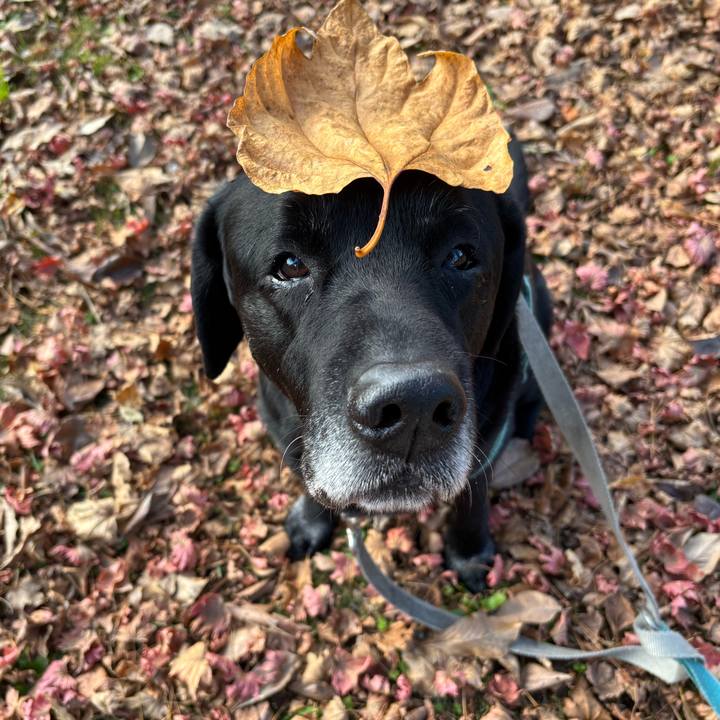 72176204 1622 4496 b8b6 34087d80c0a6 1763901193608