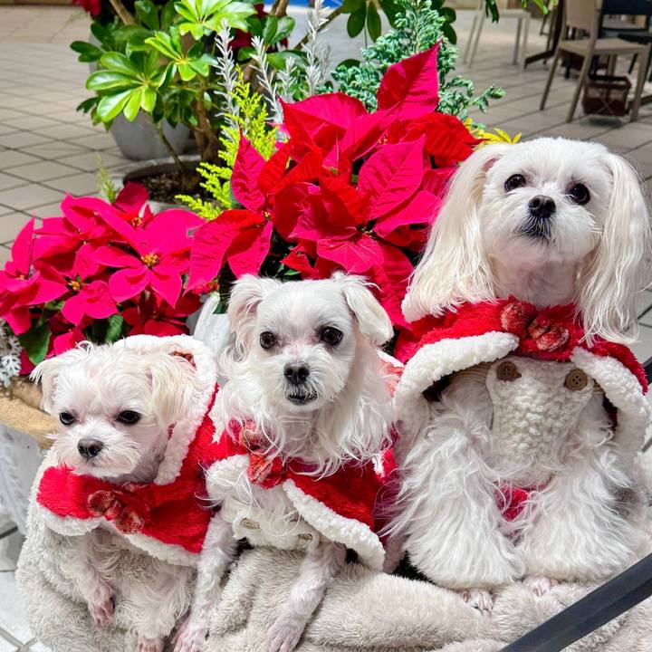 72181d06 7c67 4542 8abd c83d9904fccd 1701515465930