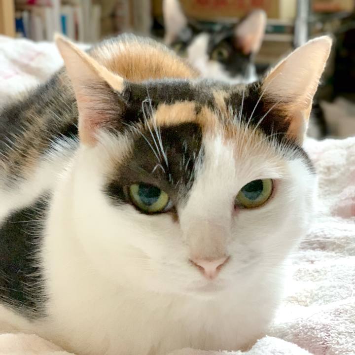 721ed609 6705 4302 959b 3f65873f6cf3 1540433003387