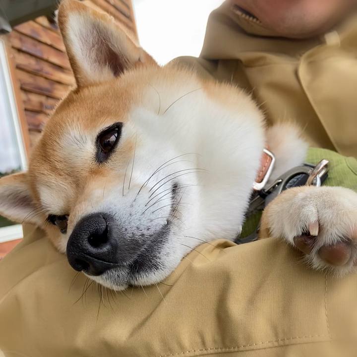 72221de1 0a16 485a a8ec 3dcca2b1e39a 1684361337291