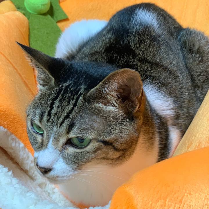 72226bc0 e0e7 4e13 aab0 8d88b51872da 1542070400137