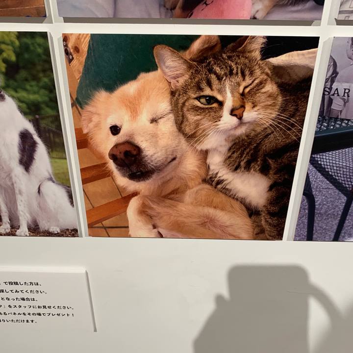 7224654c 6e0f 4434 b646 2a0ee79cb849 1592125152051