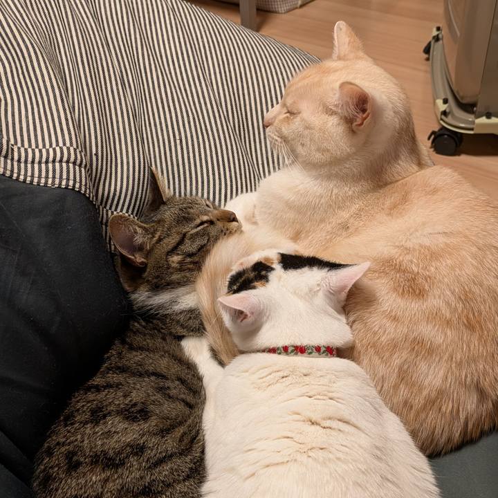 7224c8f2 606a 40c4 93d8 5c12a9596b39 1741015635714