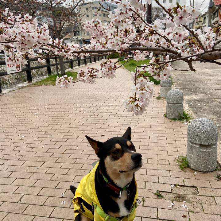 7226368a 442f 44af 8a89 1ddc749fe9fb 1616630821933