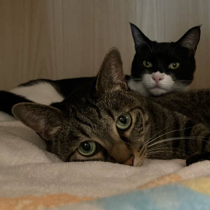 72263bb4 0d37 485c bce9 55a086aa6f40 1619407069346