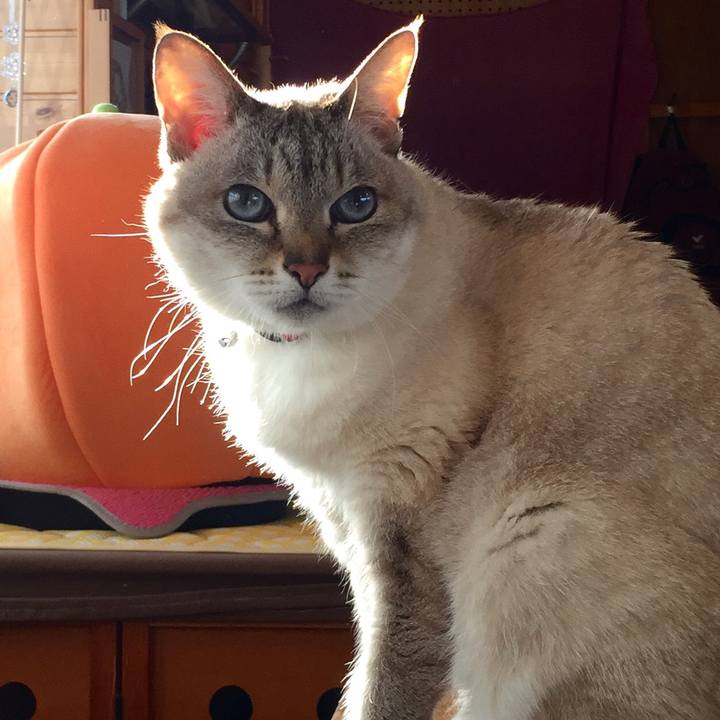 7226f736 154f 4544 9333 4c935ee6200b 1516952303712