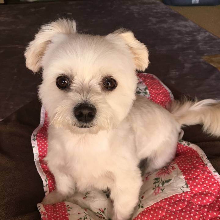 722a0a8e f716 4bc5 a4b8 2e63751b3077 1540359238897