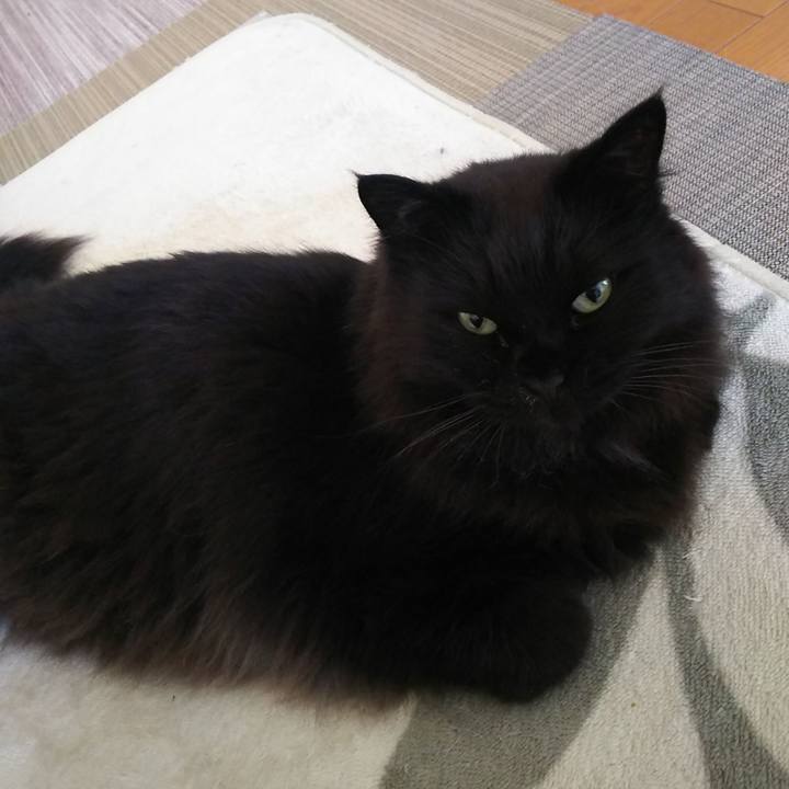 722a56b4 0519 43d1 b123 bce038357239 1559432869883