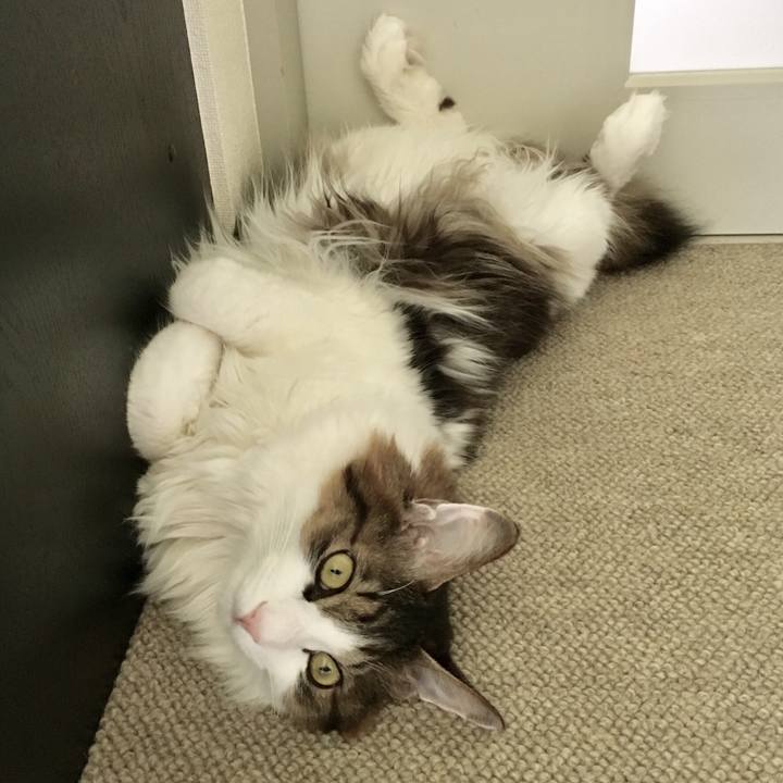 722a89be 4105 4b40 9159 a111a16215d3 1527920140873