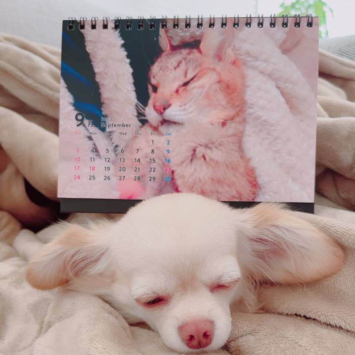 722d7449 b83c 4e65 9ad1 ad84a6c2caed 1693552057291