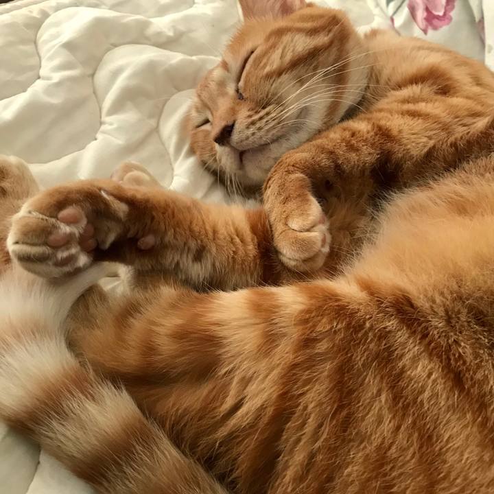 722e7ec6 1932 4d63 befc d678b90b628f 1539953676299