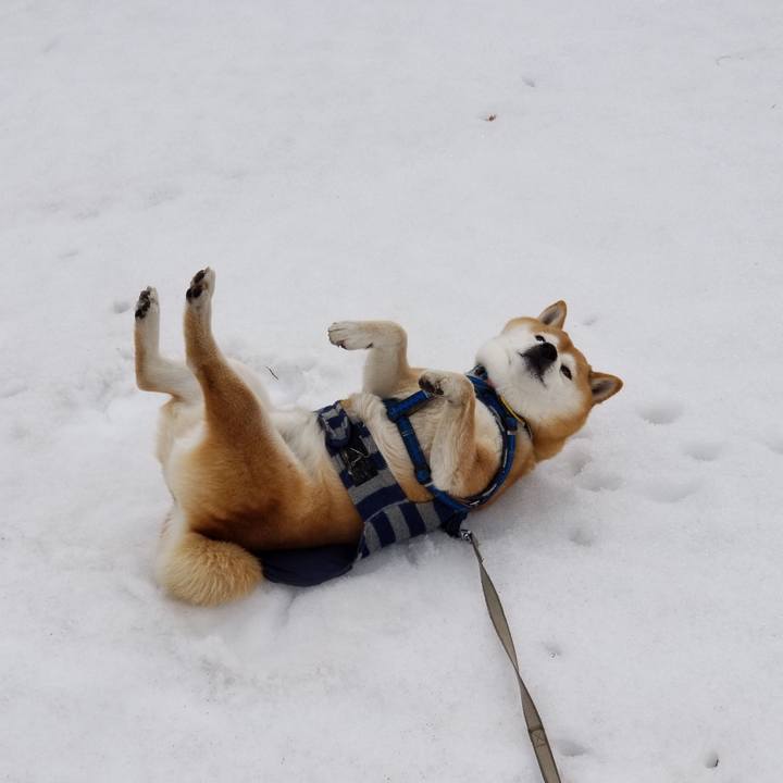 7232c652 f230 4716 860a 7963ee126c8c 1551236820440